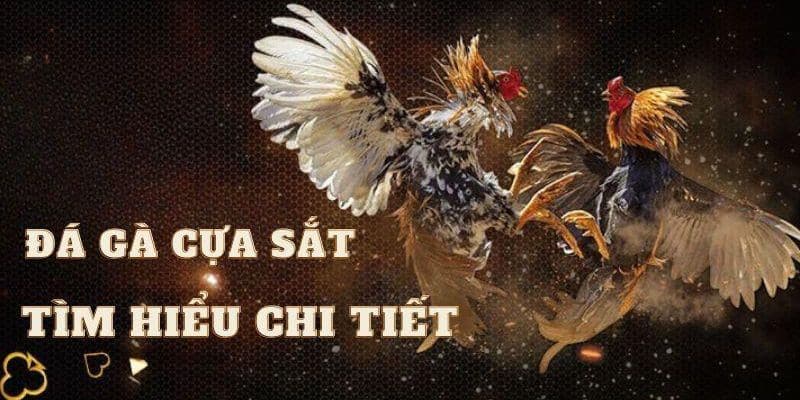 Cược đá gà cựa sắt thú vị tại sân chơi giải trí New88